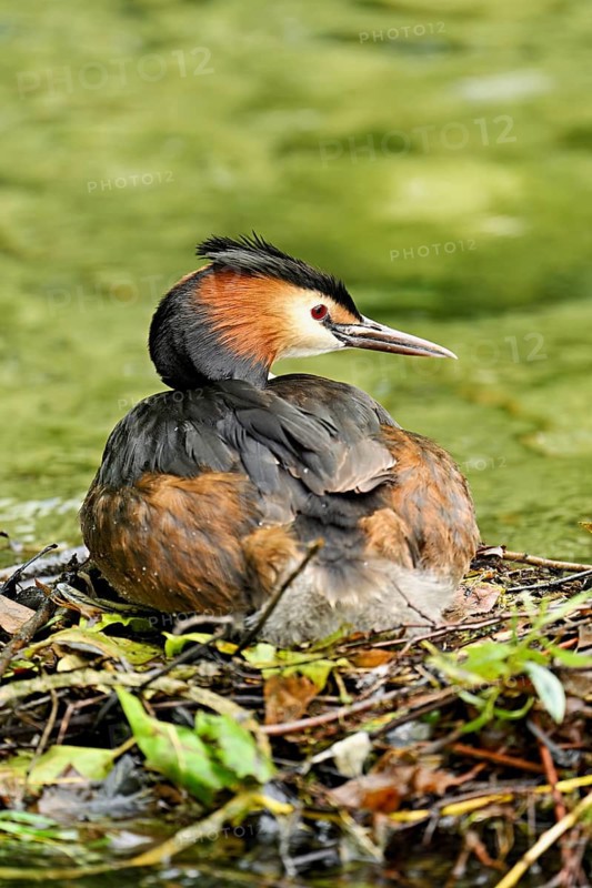 Great Crested Grebe (Podiceps Scalloped ribbonfish), sitting on nest, Canton Zug, Switzerland