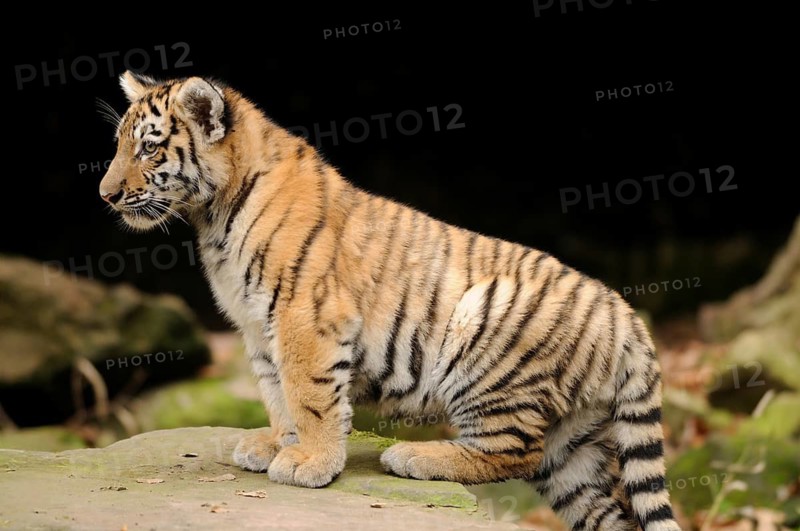A tiger cub stands attentively on a rock in the wild, Siberian tiger (Panthera tigris altaica), captive, occurring in Russia, North Korea and China