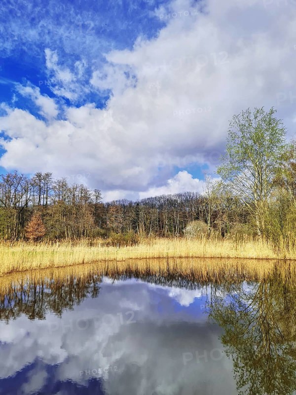 Clear reflection of clouds and trees in water on a sunny day, Nettetal North Rhine-Westphalia Lower Rhine
