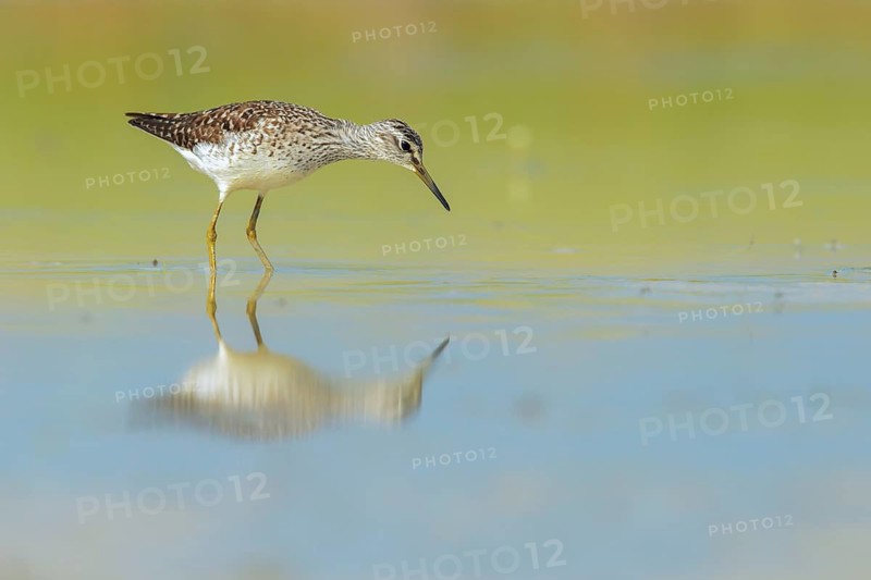 Wood Sandpiper (Tringa glareola) foraging, Lazio, Italy