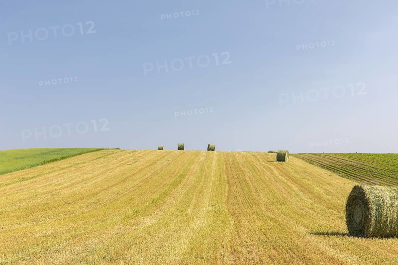 Field of harvested wheat crop with blue sky