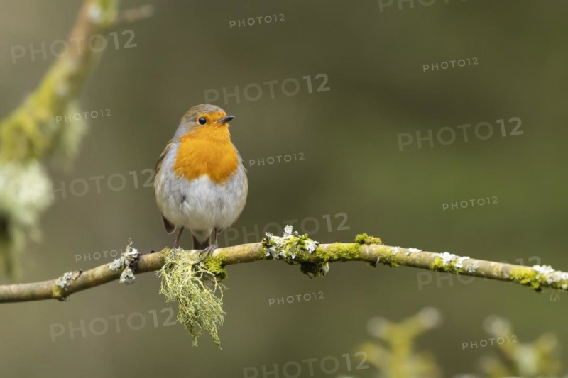 European robin (Erithacus rubecula) adult bird on a tree branch, England, United Kingdom