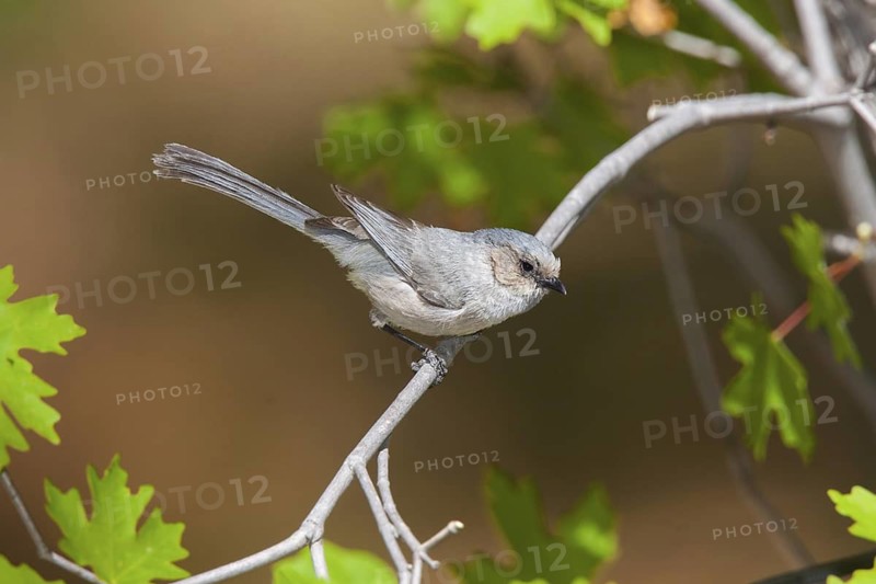 Bushtit Psaltriparus minimus Huachuca Mountains, Cochise County, Arizona, United States 17 May Adult Aegithalidae