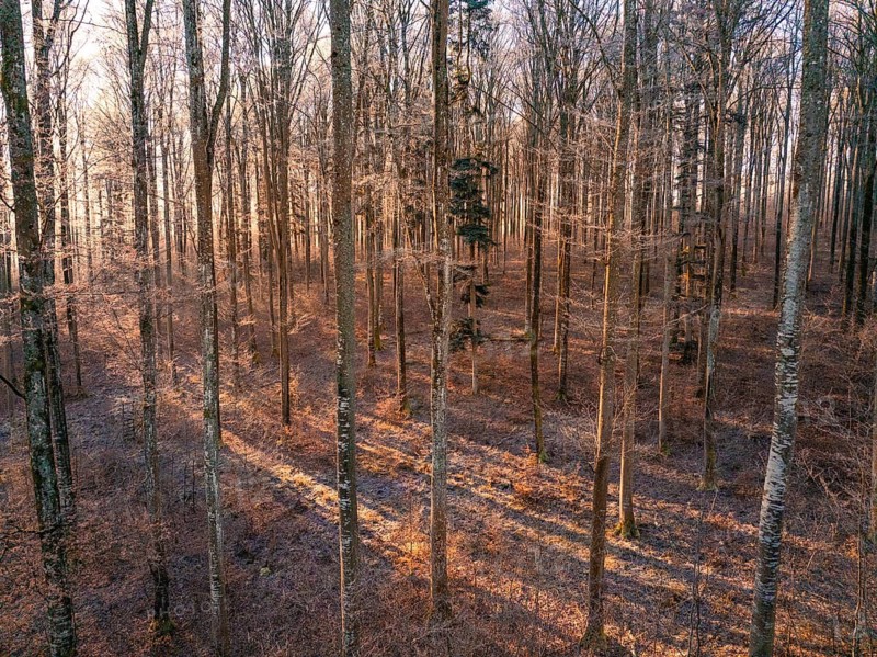 Barren winter forest interspersed with sunbeams creating a warm atmosphere, Gechingen, Hecken und Gäu region, district of Calw, Black Forest. Germany