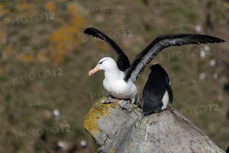 Black-browed albatross (Thalassarche melanophris) with outspread wings next to rockhopper penguin (Eudyptes chrysocome) on lichen-covered rock, Saunders Island, Falkland Islands