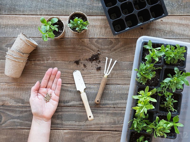 Hand holding seeds with gardening tools and young plants on a wooden table