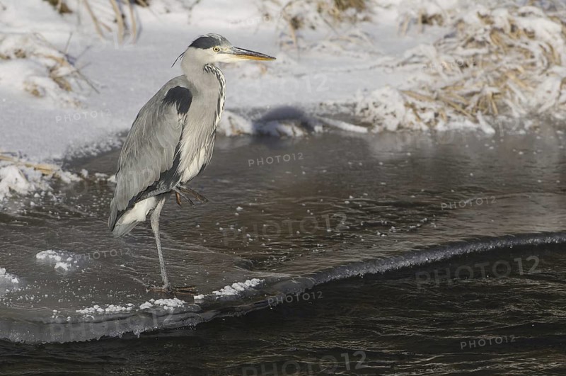 Grey Heron (Ardea cinerea), Saxony, Germany