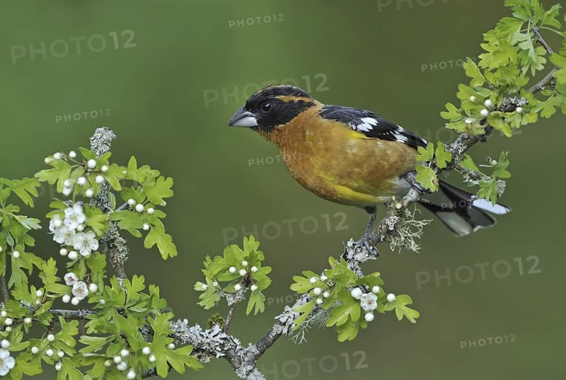Black-headed Grosbeak (Pheucticus melanocephalus) male, British Columbia, Canada