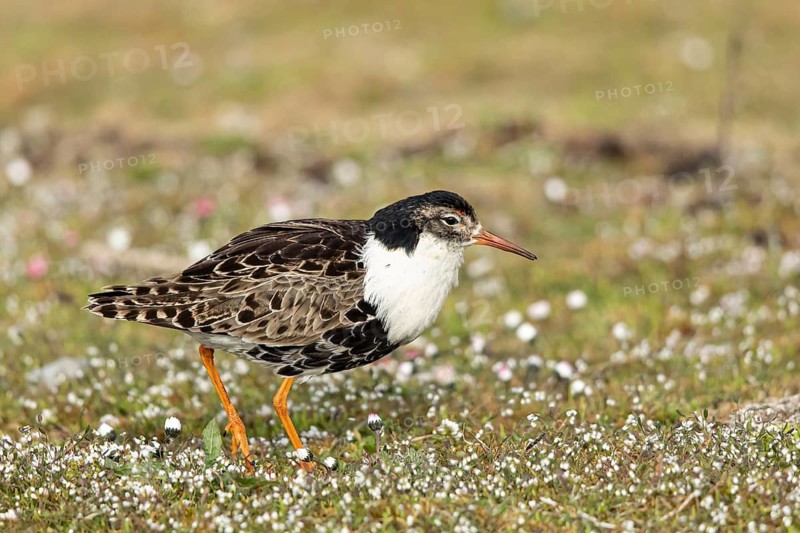 Ruff (Calidris pugnax) male, Oeland, Sweden