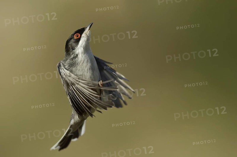 Sardinian Warbler (Sylvia melanocephala) male flying, Liguria, Italy