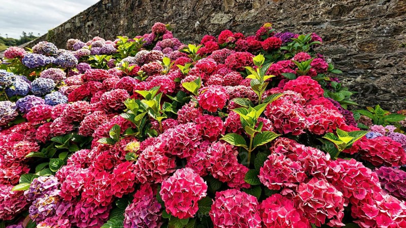 Pink-coloured flowers of a hydrangea, Mount Congreve Gardens, County Waterford, Ireland