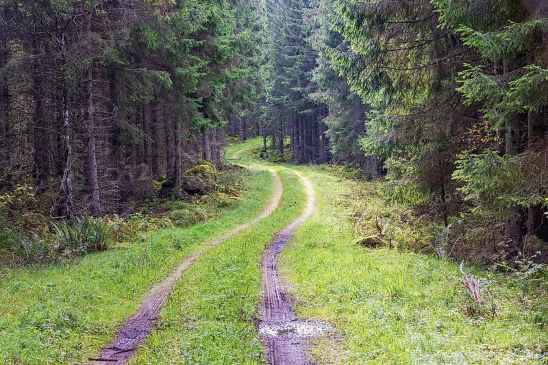 Winding dirt road in a spruce forest with tire tracks in the water puddles