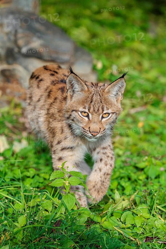 A young Eurasian lynx (Lynx lynx) sits on a meadow, stalking something