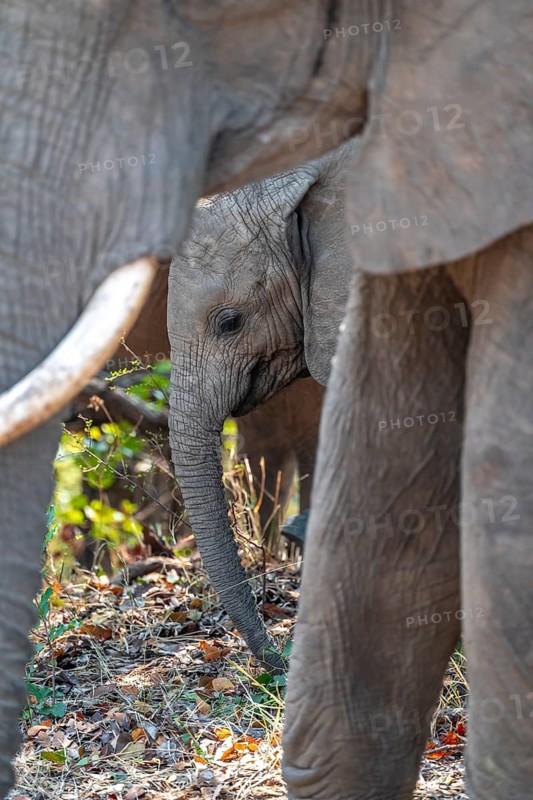 African elephant (Loxodonta africana), young animal among other elephants, Kruger National Park, South Africa