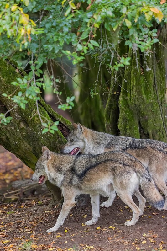 Two adult male eurasian gray wolves (Canis lupus lupus) standing in front of an old split tree at a forest edge