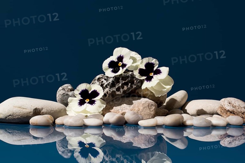 White pansy flowers display atop a cluster of smooth stones, mirrored beautifully against a deep blue background. Known alternatively as Viola tricolor hortensis or Viola × wittrockiana, these blossoms create a serene and contemplative scene