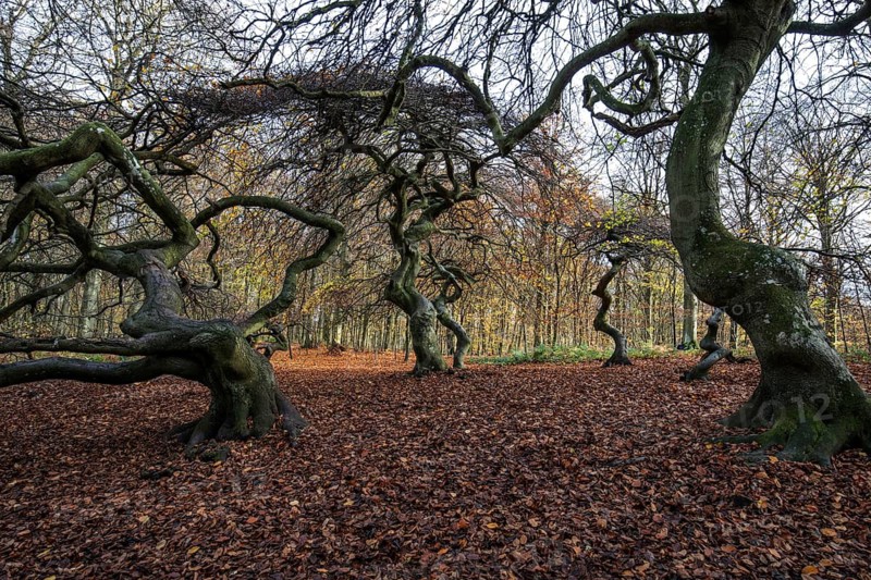 Süntelbuchen (Fagus sylvatica), cripple beeches, Hexenwald, Semper Forest Park, near Lietzow, Rügen, Mecklenburg-Western Pomerania, Germany