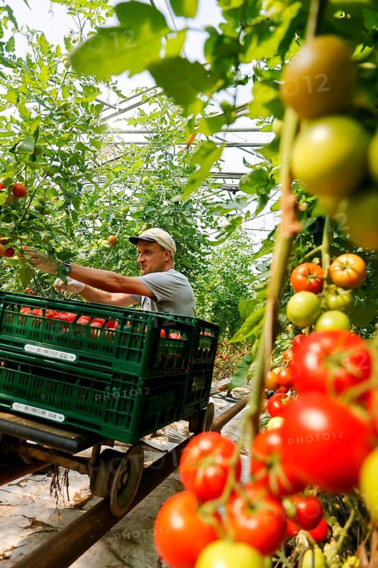 Wittichenau, Oberlausitz, Saxony, Germany - Tomato harvest on the family-run Domanja farm and vegetable farm, up to 25 employees work on the inclusive farm, including 5 employees with severe disabilities, here a permanent employee with severe disabilities harvests ripe tomatoes in the greenhouse