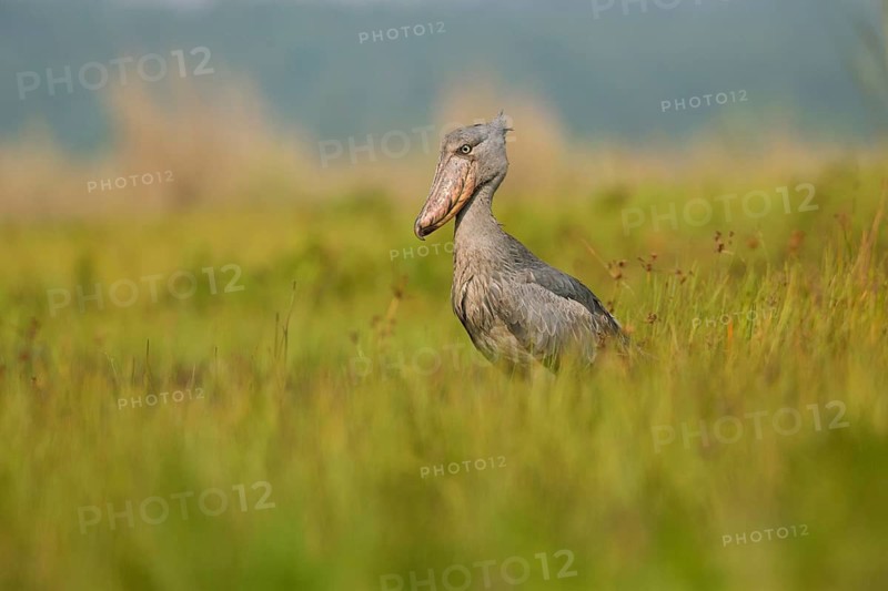Shoebill (Balaeniceps rex), Uganda