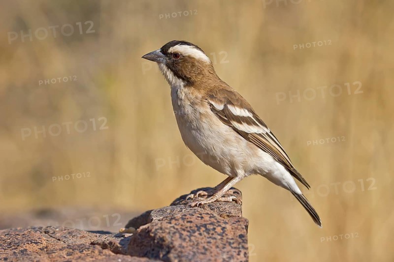 White-browed Sparrow-Weaver (Plocepasser mahali) perched on a stone, Ethosha, Namibia