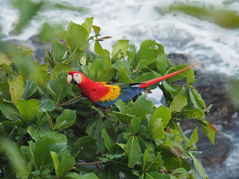Scarlet Macaw (Ara macao)