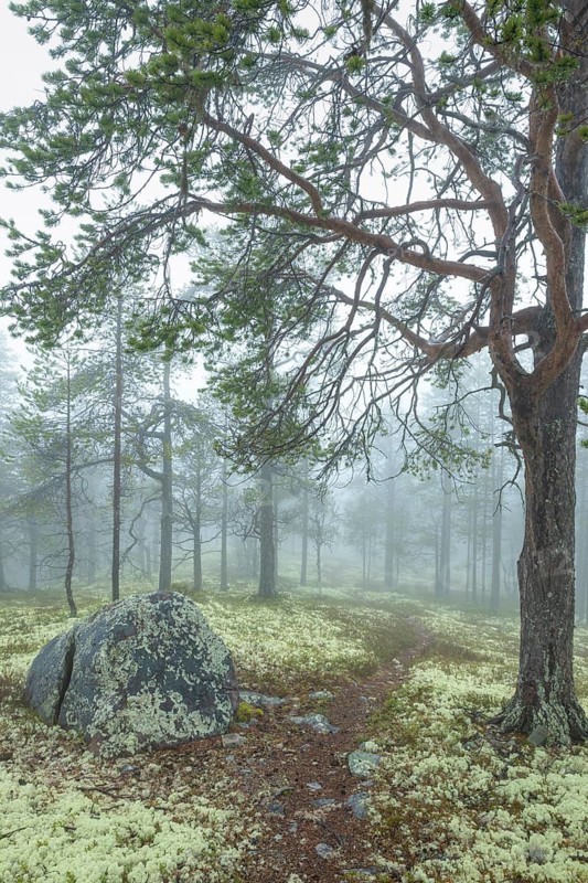 Path in foggy pine forest, Alvdal, Hedmark, Innlandet, Norway, November 2025