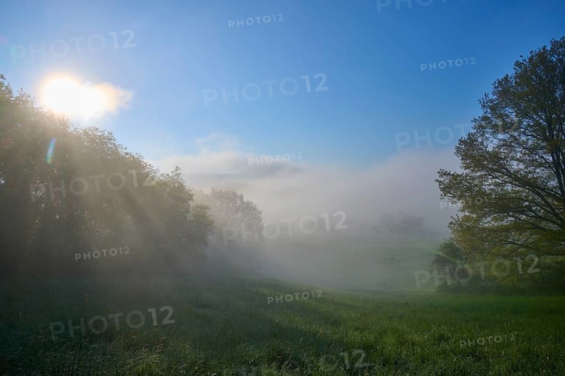 Foggy landscape with trees and meadow at dawn, Miltenberg, Spessart, Bavaria, Germany