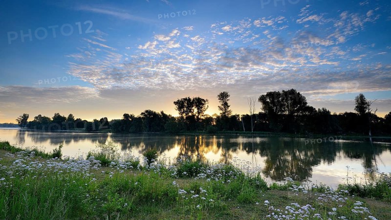 Morning glow on the Old Rhine with valerian (Valeriana officinalis) and deciduous trees, Xanten, Lower Rhine, North Rhine-Westphalia, Germany