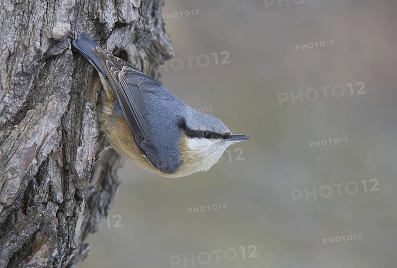 Eurasian Nuthatch (Sitta europaea), Saxony, Germany