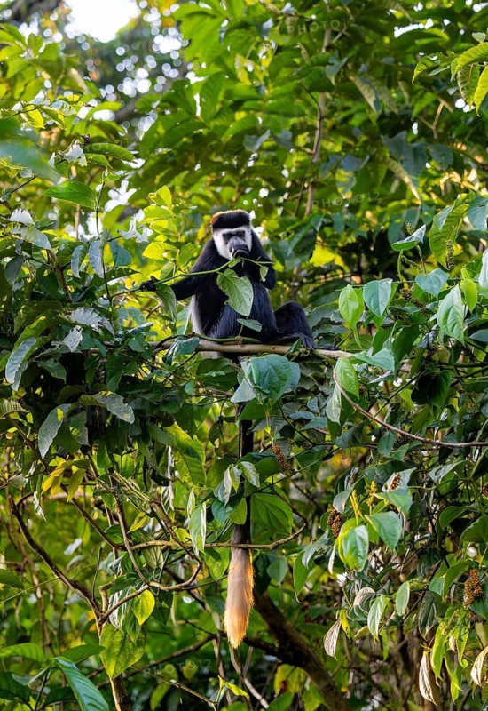 West African guereza or mantelaffe (Colobus guereza occidentalis) sitting on a branch in a tree, Bigodi, Western Region, Uganda