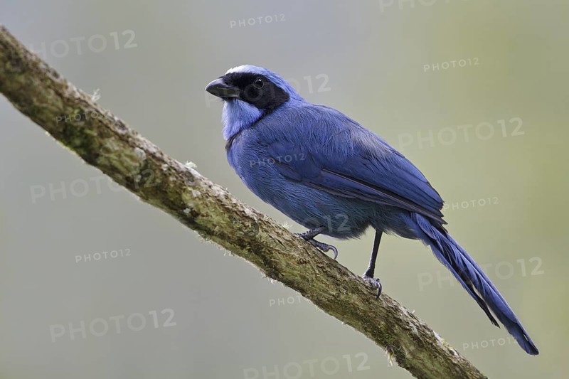 Turquoise Jay (Cyanolyca turcosa), Ecuador