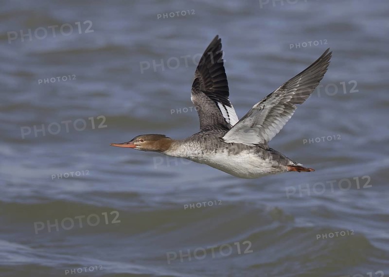 Red-breasted Merganser (Mergus serrator) female flying, Ohio, USA