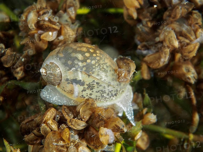 Underwater photograph of egg-shaped mud snail (Radix balthica) among algae and mussels. Dive site Pumpwerk Rüschlikon, Lake Zurich, Canton Zurich, Switzerland