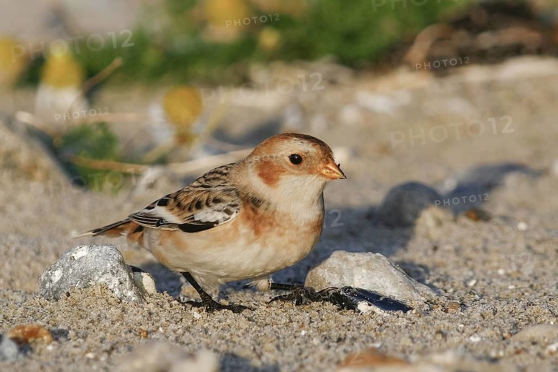 Snow Bunting - Schneeammer - Plectrophenax nivalis ssp. nivalis, Germany