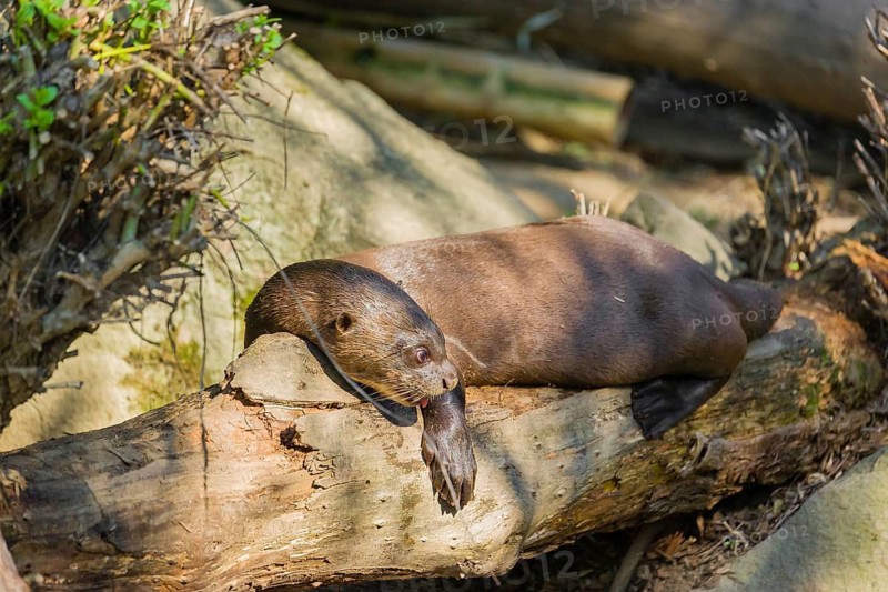 A giant otter or giant river otter (Pteronura brasiliensis) rests on a rotten tree