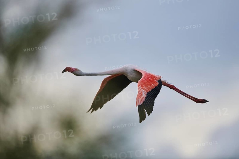 Greater Flamingo (Phoenicopterus roseus), flying in the sky at sunset, Parc Naturel Regional de Camargue, France