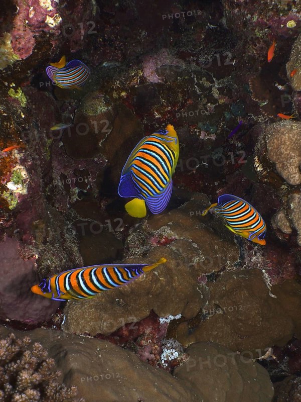 Peacock angelfish (Pygoplites diacanthus)