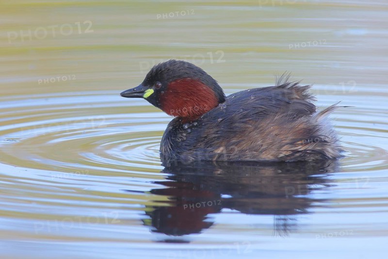 Little grebe (Tachybaptus ruficollis), adult bird in its plumage, on a lake, Stuttgart, Baden-Württemberg, Germany