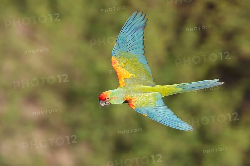 Red-fronted Macaw (Ara rubrogenys) in flight in Bolivia, South America