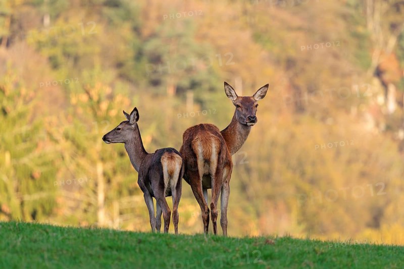 An adult red deer hind (Cervus elaphus) and a calf are standing in a meadow in the beautiful morning light. A forest with autumn leaves can be seen in the background