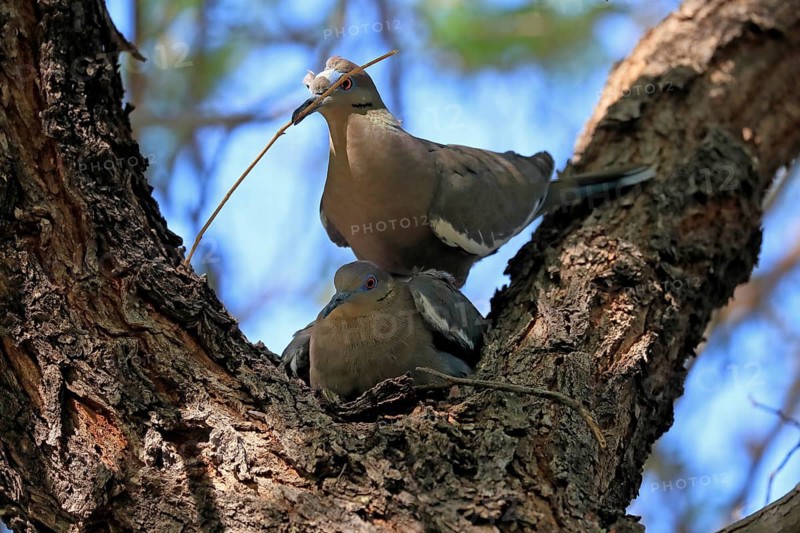 White-winged dove (Zenaida asiatica), adult, pair, mating, on tree, with nesting material, Sonora Desert, Arizona, North America, USA