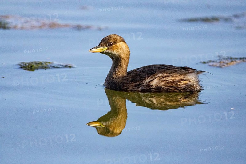 Little grebe (Tachybaptus ruficollis) Germany