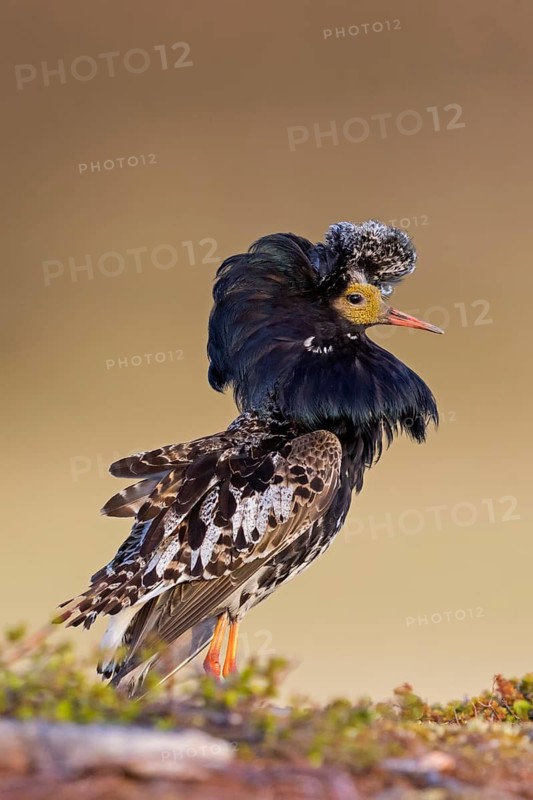 Ruff, (Philomachus pugnax), animals, birds, plumage during mating season, snipe bird, courtship, male, mating behaviour, mating season, Varanger, Finnmark, Norway