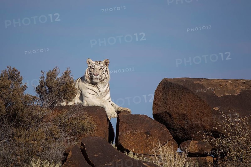 Bengal Tiger (Panthera tigris) white morph adult lying on rocks, captive, Philippolis, South Africa