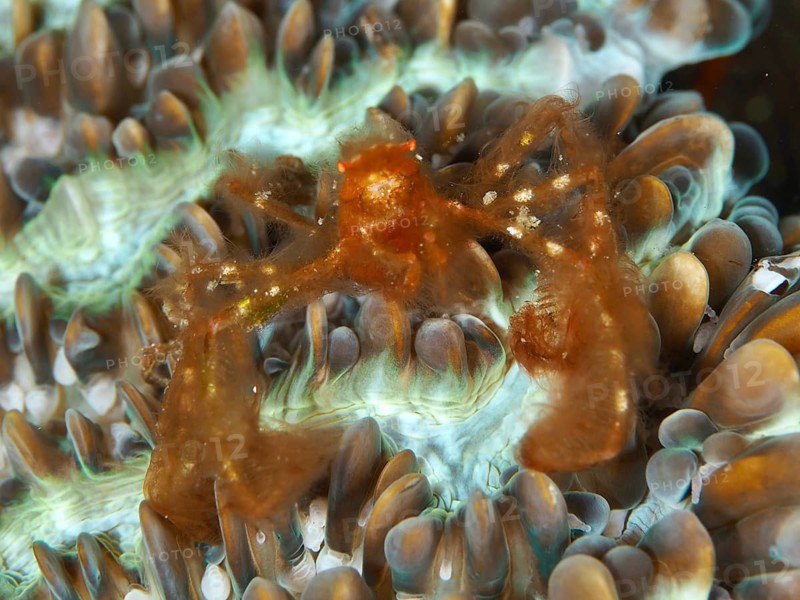 An orange crab, orang-utan crab (Achaeus japonicus), on coloured coral, dive site Gondol East, Penyapangan, Bali, Indonesia