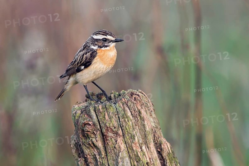 Whinchat (Saxicola rubetra) male, Poland