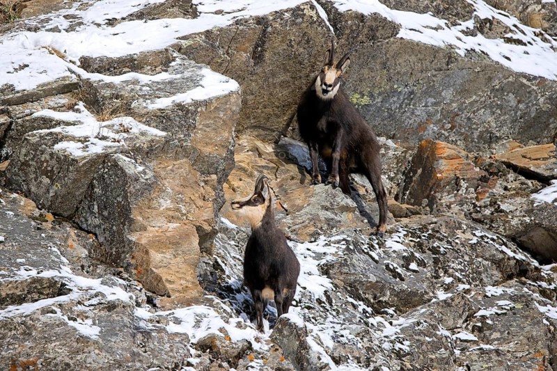 Two Alpine chamois (Rupicapra rupicapra) males, bucks in snow covered rock face during the rut in winter in the European Alps