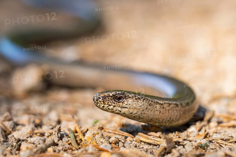 Common slow worm (Anguis fragilis) on the ground, Bavaria, Germany