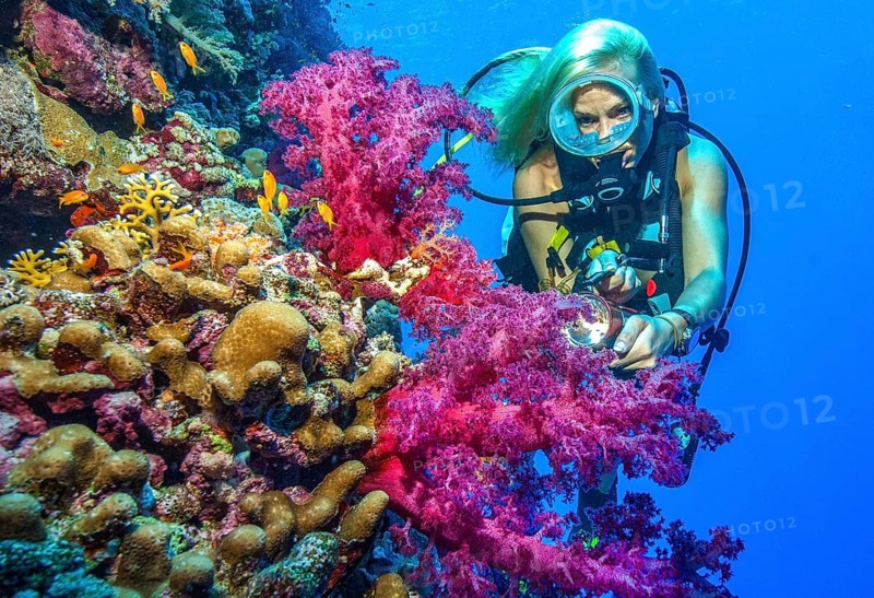 Diver looking at soft coral (Dendronephthya) on reef wall drop off of colourful coral reef of hard corals (Scleractinia) stony corals, Red Sea, Egypt