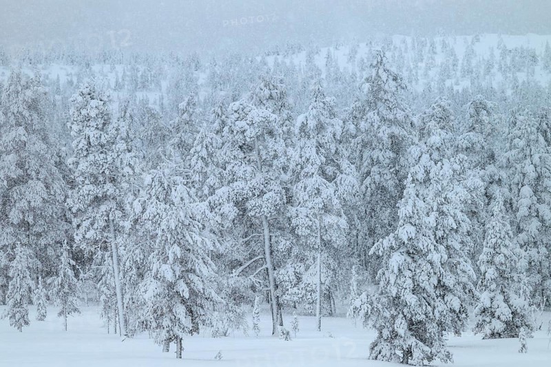 Winter forest during snowfall, Idre Fjäll, Dalarna, Sweden, January 2026
